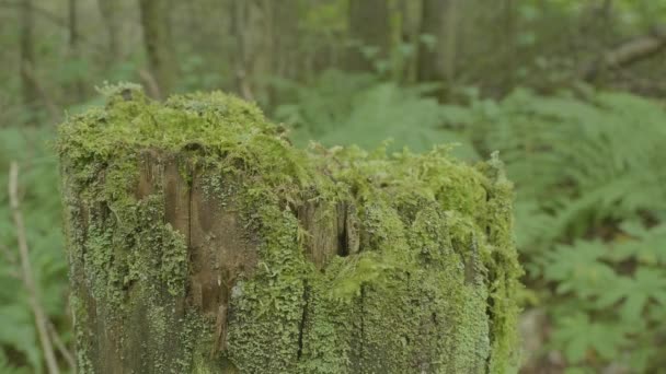 Boomstronk in het bos. Oude boomstronk bedekt met mos. Stomp groene mos spruce pine conifeerachtige boom forest park hout root schors zonlicht achtergrond — Stockvideo