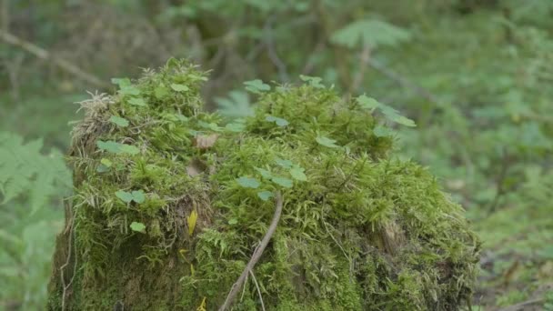 Gammal stubbe i skogen täckt med mossa med stora rötter. Mossa på stubbe i skogen — Stockvideo