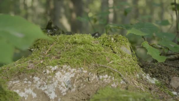 Tronco velho na floresta coberto com musgo com raízes grandes. Musgo no toco na floresta — Vídeo de Stock