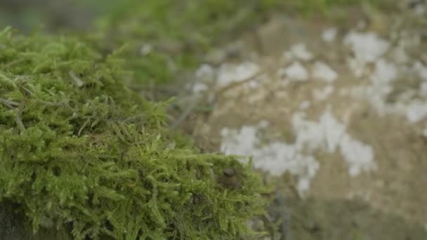 Hormiga del bosque rojo en el musgo verde. Hormigas sobre la naturaleza en el bosque y el musgo verde — Vídeos de Stock