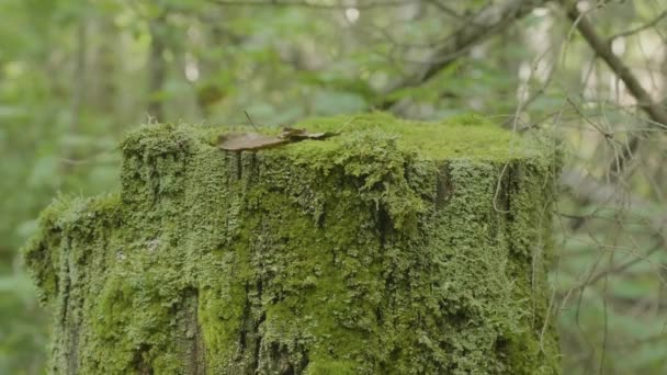 Moss en el tocón en el bosque. Madera vieja con musgo en el bosque. Gramo verde musgo picea pino coníferas árbol bosque parque madera raíz corteza — Vídeo de stock