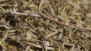 Karıncalar karınca yuvası içinde gezinme. Makro. Karıncalar karınca üzerinde. Kahverengi ot dolu bir alanda büyük ant hill