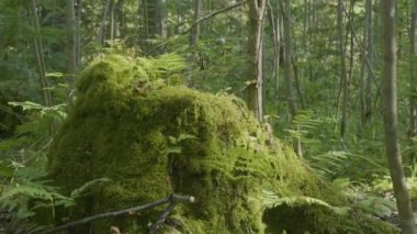 Eski ağaç kütüğü iğne yapraklı orman, güzel manzara yosun kaplı. Ormanın içinde yosun ile güdük