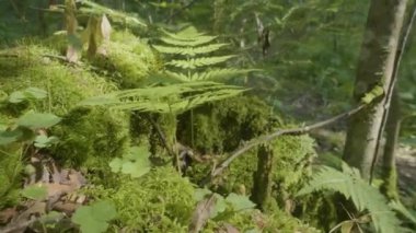 Güzel yeşil yosun güneş ışığı altında. Ağaç, güzel arka plan Moss yosun yetişir. Moss, Sonbahar, orman, yaprağına doğa, yaban hayatı