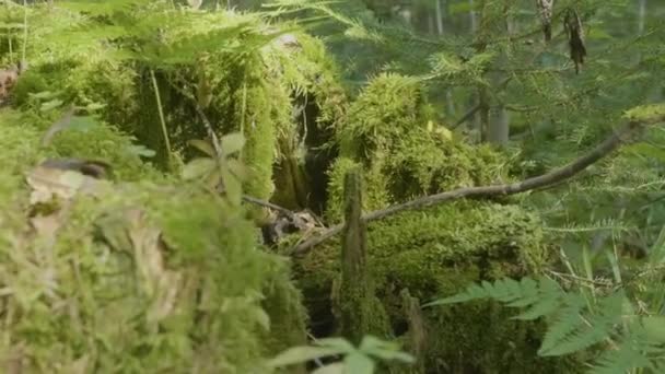 Starý pařez pokryté mechem v jehličnaté lesy, krásná krajina. Pařez s mechem v lese — Stock video