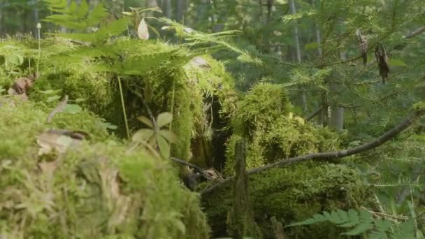 Old tree stump covered with moss in the coniferous forest, beautiful landscape. Stump with moss in the forest — Stock Video