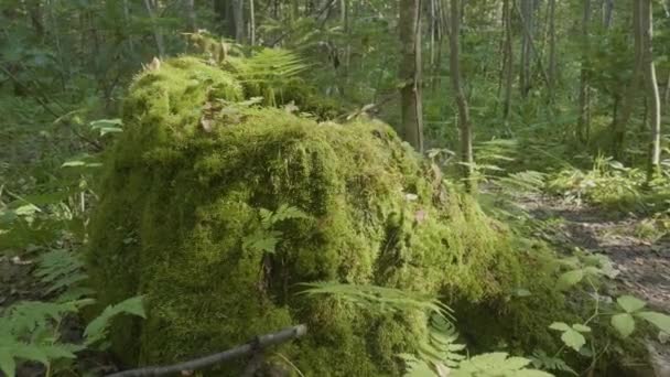 老树桩长满青苔的针叶林，美丽的风景。残端与在森林里的青苔 — 图库视频影像