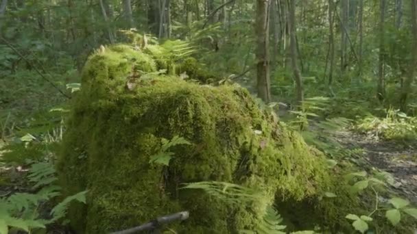 Vieux tronc d'arbre couvert de mousse dans la forêt de conifères, beau paysage. Stump avec de la mousse dans la forêt 