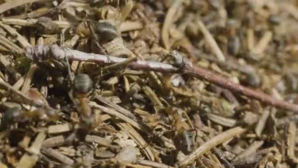 Fourmis rampant dans la fourmilière. Macro. Des fourmis sur une fourmilière. Grande fourmilière dans un champ d'herbe brune — Video