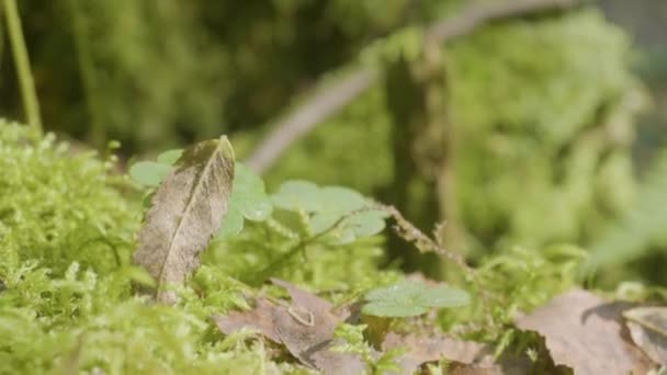 Schönes grünes Moos im Sonnenlicht. Moos wächst auf dem Baum, schöner Hintergrund aus Moos. Blatt auf Moos, Herbst, Wald, Natur, Tierwelt — Stockvideo