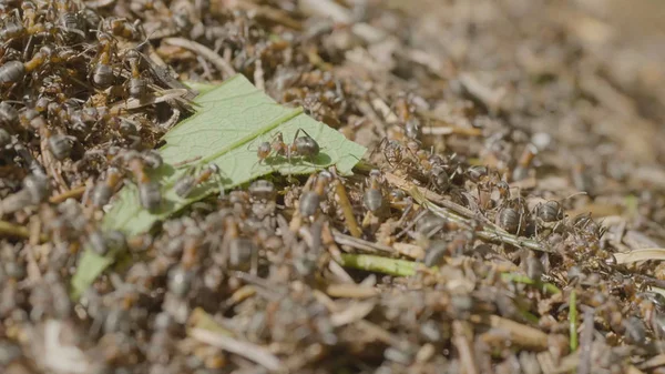 Fourmis se déplaçant dans la fourmilière Marco de nombreux insectes fond. Vie rapprochée des fourmis au sommet de la fourmilière — Photo