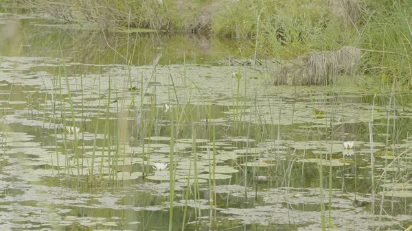 Water lily in swamp. Lotus in nature on natural background. White Lotus in the swamp close up — Stock Photo, Image