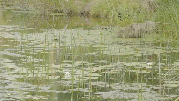 Водяная лилия в болоте. Лотос в природе на естественном фоне. Белый лотос в болоте вблизи — стоковое фото