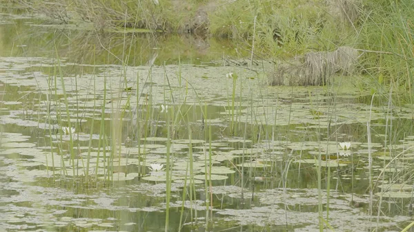 Water lily in swamp. Lotus in nature on natural background. White Lotus in the swamp close up — Stock Photo, Image