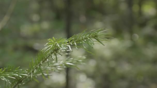 les branches vertes épineuses du sapin ou le pin. Gros plan sur le fond des branches de sapin de Noël. Fond de branches d'arbre de Noël. Branche de sapin en gros plan 