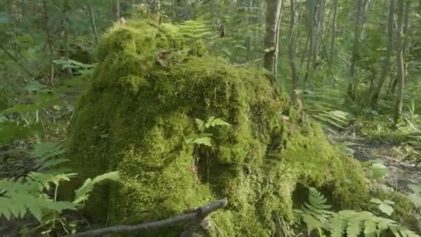Mossy boomstronk in de ochtendzon. Mossy stomp in het bos en zon reflectie — Stockvideo