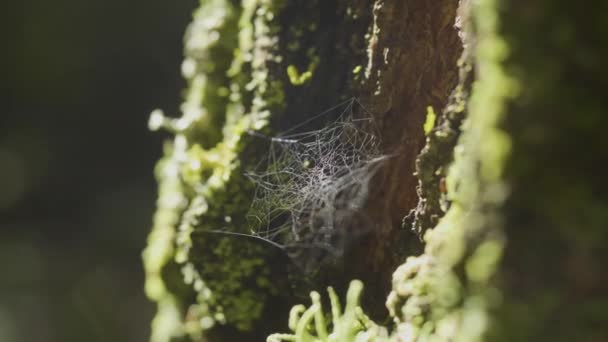 Spinnennetz auf Ästen und Sonnenreflexion. Spinnennetz am Baumstamm. Netz auf Baumrinde mit Moos und Sonnenreflexion