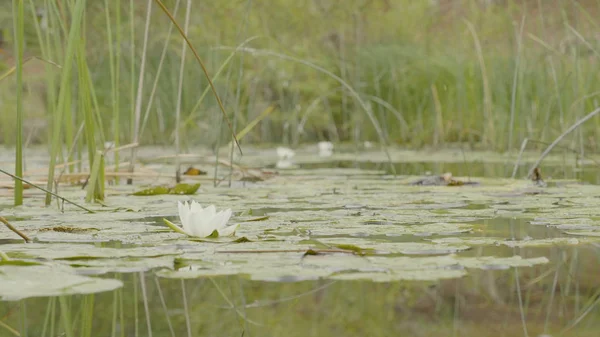 Water lily in swamp. Lotus in nature on natural background. White Lotus in the swamp close up — Stock Photo, Image