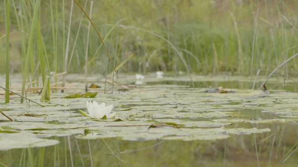 Водяная лилия в болоте. Лотос в природе на естественном фоне. Белый лотос в болоте вблизи — стоковое фото