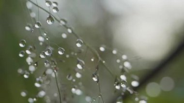 Çimenlikteki Büyük Damlalar. Çimenlere Büyük Su Damlaları