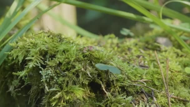 Moss gräs skog. Vacker grön mossa i solljuset, moss närbild. Mossa växer på träd — Stockvideo