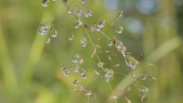 Grandes gotas de rocío en una hierba. Grandes gotas de agua en una hierba — Vídeo de stock