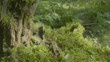 Güzel yeşil yosun güneş ışığı altında. Ağaç, güzel arka plan Moss yosun yetişir. Moss, Sonbahar, orman, yaprağına doğa, yaban hayatı