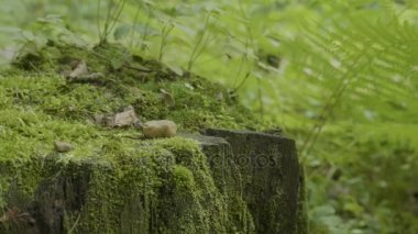 Ormanda stump. Eski ağaç kütüğü yosun kaplı. Güdük yeşil yosun spruce pine iğne yapraklı ağaç orman park ağaç kök kabuğu güneş ışığı arka plan