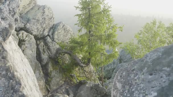 Blick auf riesige Kiefern in einem Wald mit moosbewachsenen Felsbrocken. Wildnislandschaft Wald mit Kiefern und Moos auf Felsen — Stockvideo