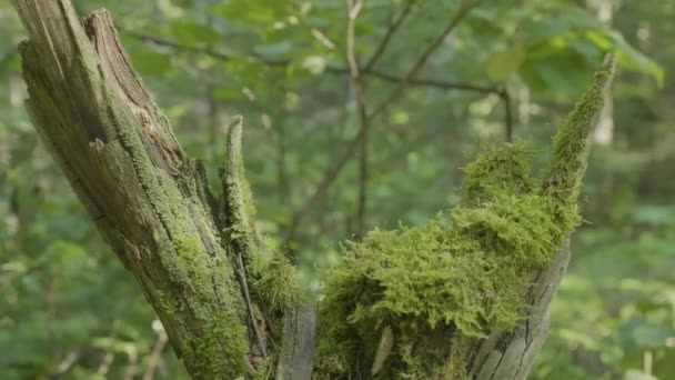 Belo musgo verde à luz do sol. Moss cresce na árvore, belo fundo de musgo. Folha em musgo, outono, floresta, Natureza, Vida selvagem — Vídeo de Stock