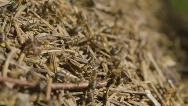 Un grosso formicaio nel bosco. Grande formicaio con colonia di formiche nella foresta estiva. Formiche sul formicaio nel bosco primo piano — Video Stock