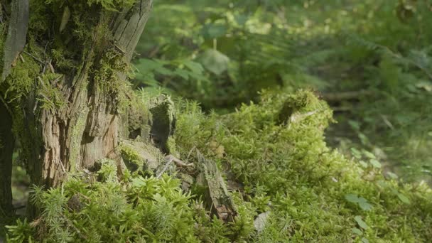 Mooie groene mos in het zonlicht. Mos groeit op de boom, mooie achtergrond van mos. Leaf op Moss, herfst, bos, natuur, dieren in het wild — Stockvideo