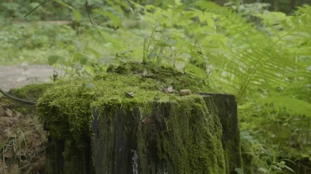 Tropezón en el bosque. Un viejo tocón cubierto de musgo. Gramo verde musgo abeto pino coníferas árbol bosque parque madera raíz corteza sol fondo — Vídeo de stock