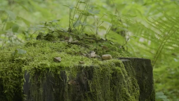 Boomstronk in het bos. Oude boomstronk bedekt met mos. Stomp groene mos spruce pine conifeerachtige boom forest park hout root schors zonlicht achtergrond — Stockvideo