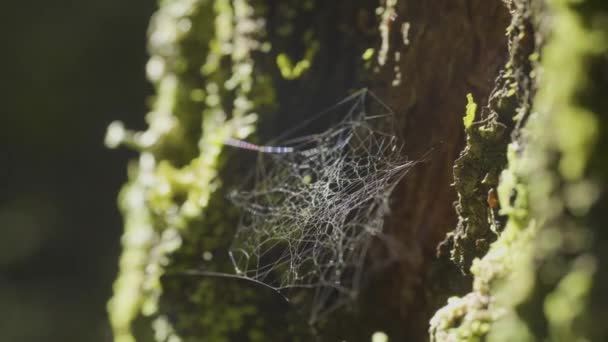 Large spiderweb, on a tree, on morning dew, with natural background, very solid cobweb — стоковое видео