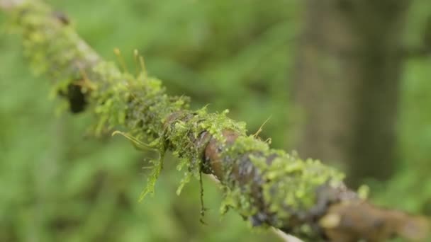 Tree root covered with moss old winding liana close-up blurred forest background natural texture. A branch with green and turquoise moss among the branches with red and green leaves. Close-up. — Stock Video