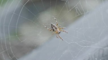 Örümcek ağı ile örümcek, yakın çekim. Büyük tropikal örümcek - nephila Altın Küre Web. örümcek onun Web tozlu penceresinde