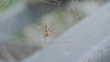 Örümcek ağı ile örümcek, yakın çekim. Büyük tropikal örümcek - nephila Altın Küre Web. örümcek onun Web tozlu penceresinde