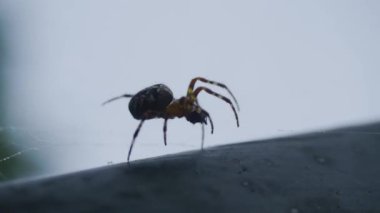 Bokeh günbatımı özgeçmişlerine örümcek ağı. , Örümcek ağı yakın çekim. Örümcek. Örümcek ağı yakın çekim karanlıkta