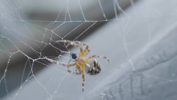 Cobweb no fundo do pôr do sol bokeh. , Teia de aranha de perto. Aranha. Teia de aranha fechar na escuridão — Vídeo de Stock