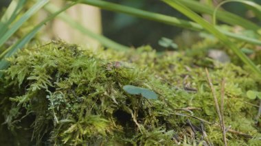 Moss çim orman. Güneş ışığı altında moss closeup güzel yeşil yosun. Yosun ağaçta yetişir