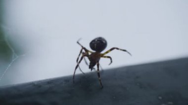 Akşam güneşi ve ormandaki web. Bir web iplik örümcek