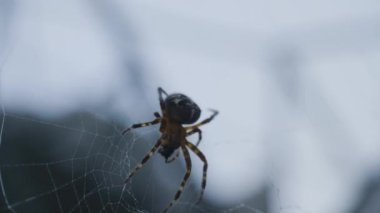 Ormana kendi web iplik bir örümcek. Bir web iplik örümcek