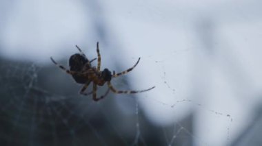 Ormana kendi web iplik bir örümcek. Bir web iplik örümcek