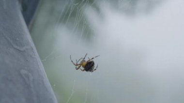 Ormana kendi web iplik bir örümcek. Bir web iplik örümcek