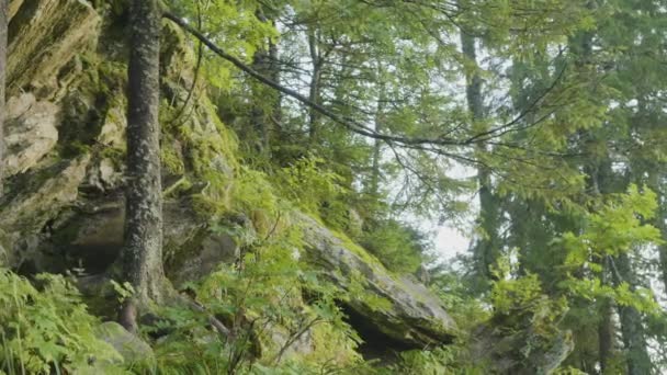 Zomerochtend in mystieke bossen. Prachtig uitzicht in het bos. Forest Fairy — Stockvideo