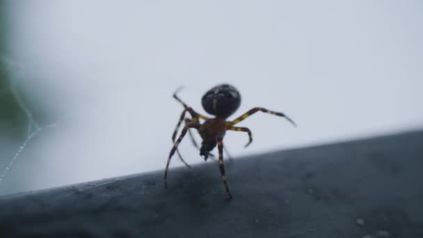 Akşam güneşi ve ormandaki web. Bir web iplik örümcek — Stok video