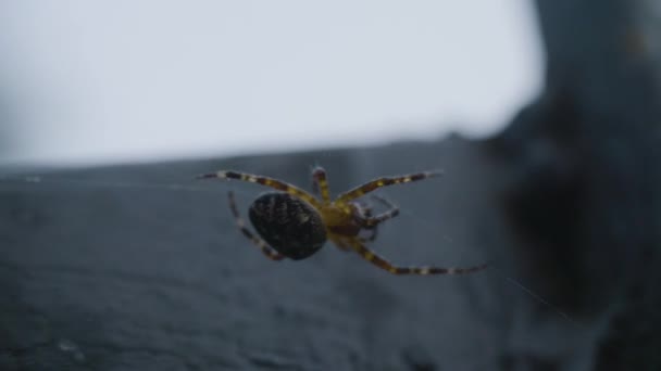 El sol de la tarde y la tela en el bosque. Araña girando una red — Vídeo de stock