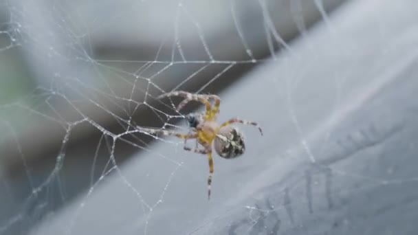 Abendsonne und das Netz im Wald. Spinne spinnt ein Netz — Stockvideo