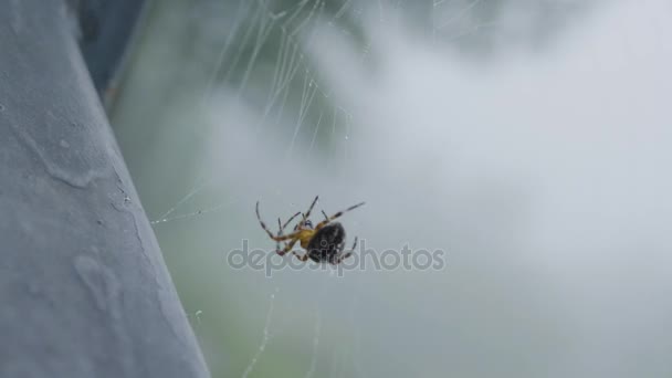 En spindel som snurrar dess web i skogen. Spindel spinning en web — Stockvideo